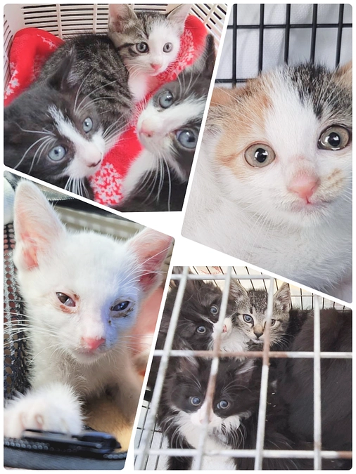 保護に次ぐ保護