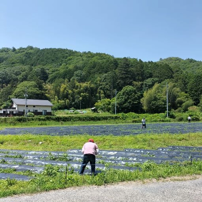 黒大豆の播種（種まき）