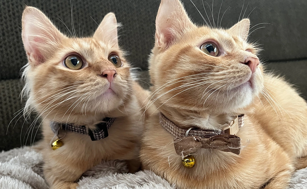 チロミル応援リターン不要5