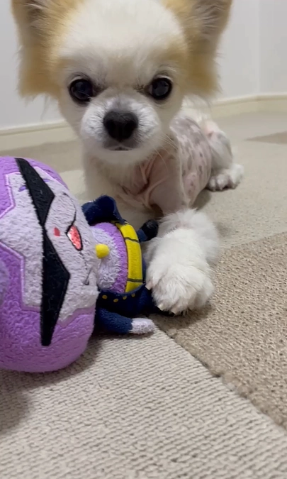 抜糸あとも無くなり元気になってます