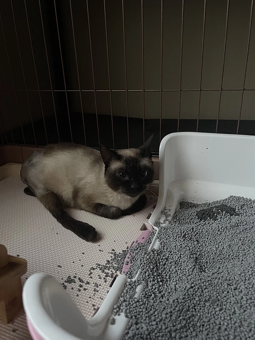 トイレを覚えてくれました！