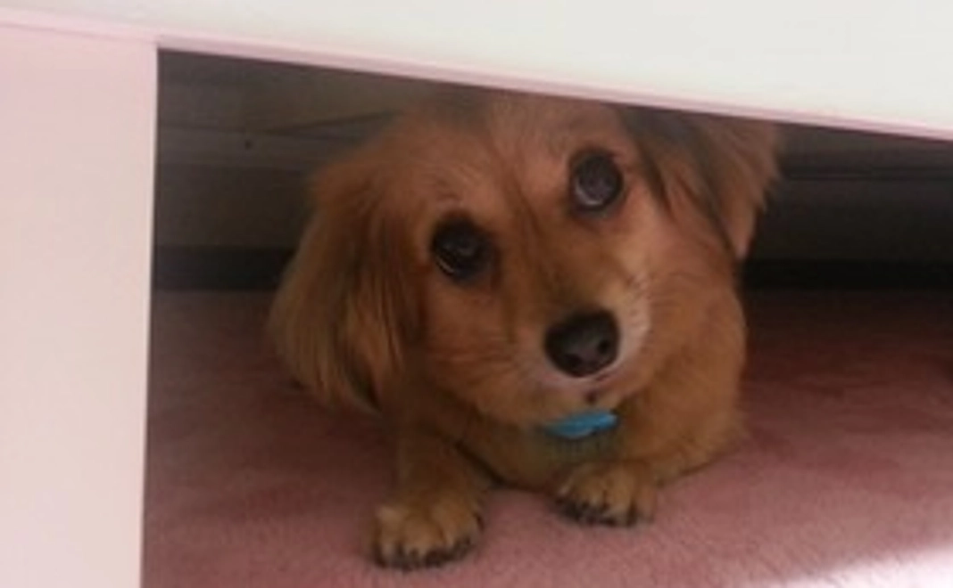 ブログ開設の約束