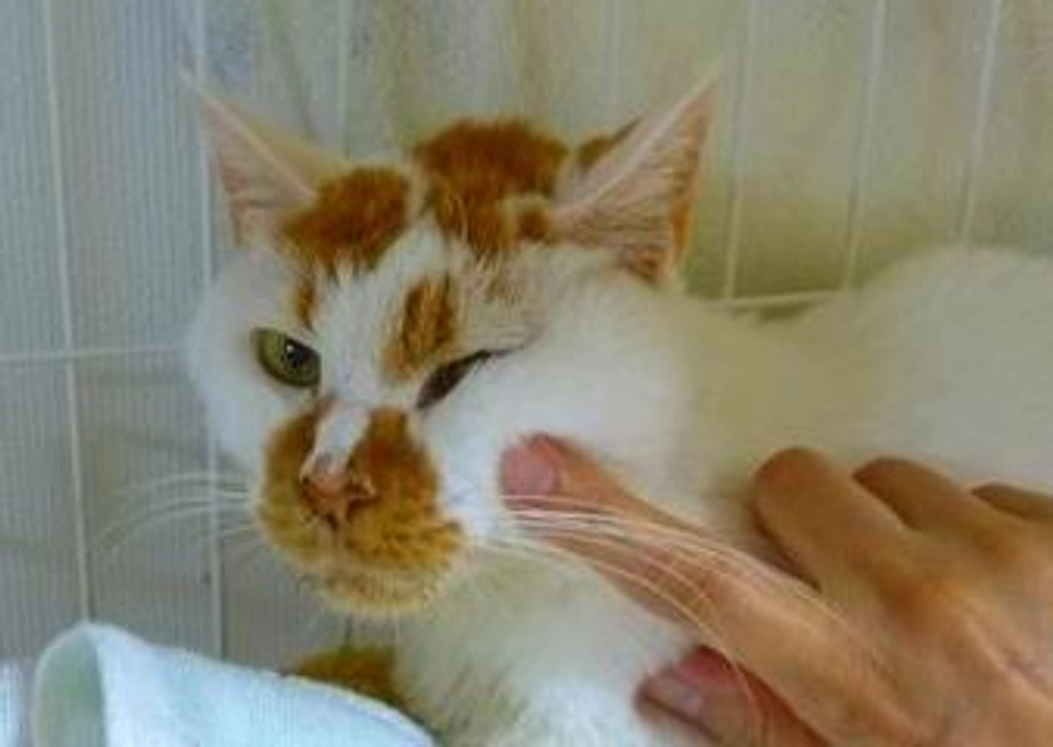 シロたんとしたかったこと その2