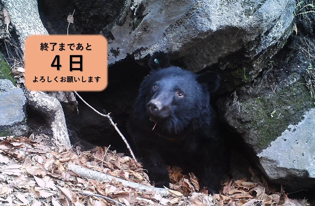 残り４日となりました！！　クマたちは今・・・