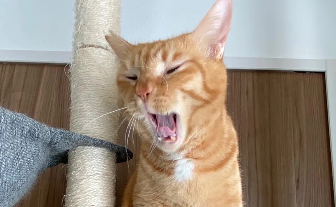 お礼のメールとコタロウの写真