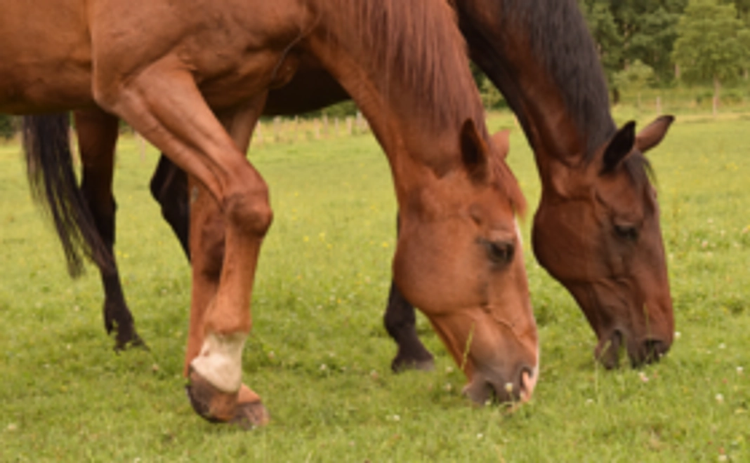 新鮮！生牧草　3㎏をお送りします！