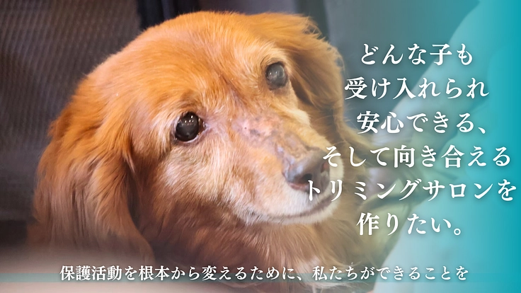 老犬、保護犬でも安心できる【啓発型トリミングサロン】を作りたい！