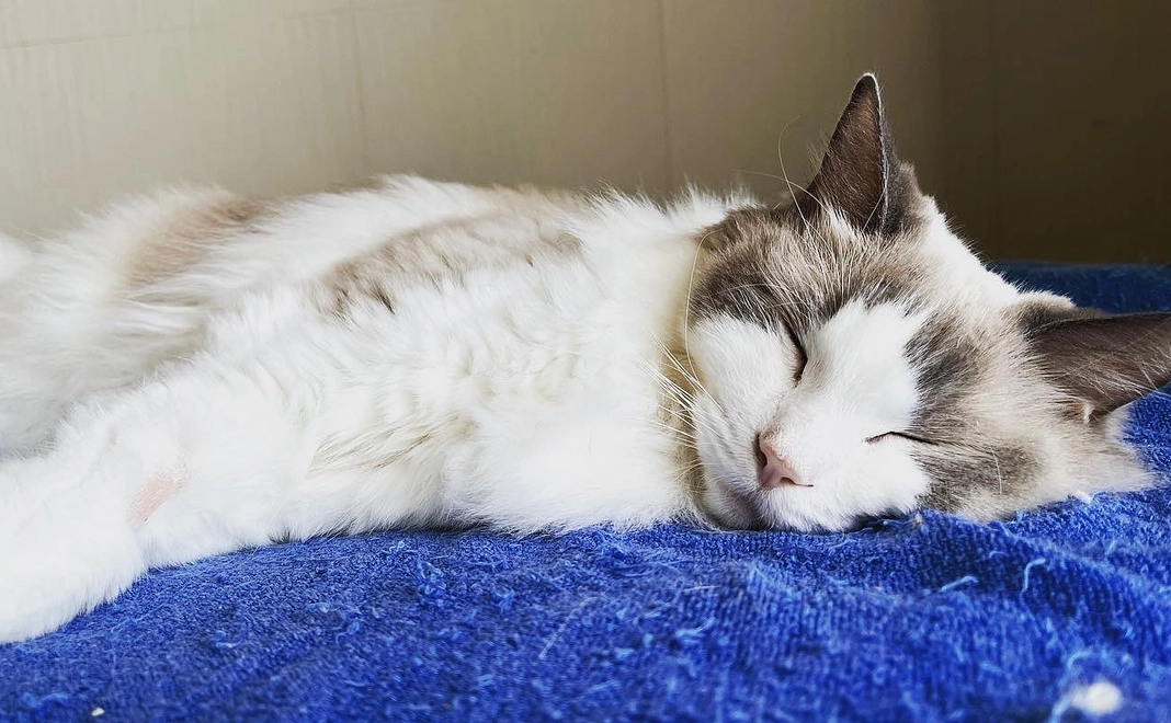 感謝のメール(お写真1枚付き)