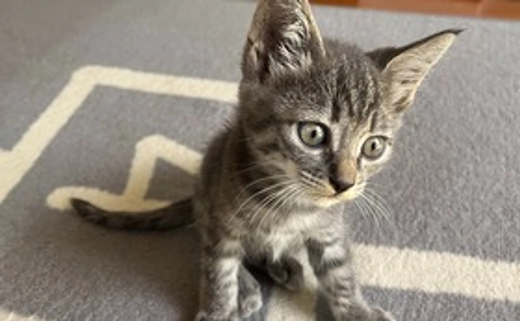 ご支援よろしくお願いします１