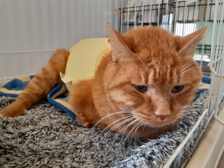 年始のご挨拶とお知らせと【そあら君】の医療について