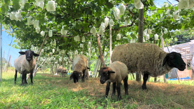 富山発！音川ぶどうのヴァン・ナチュールを生産し続けたい！