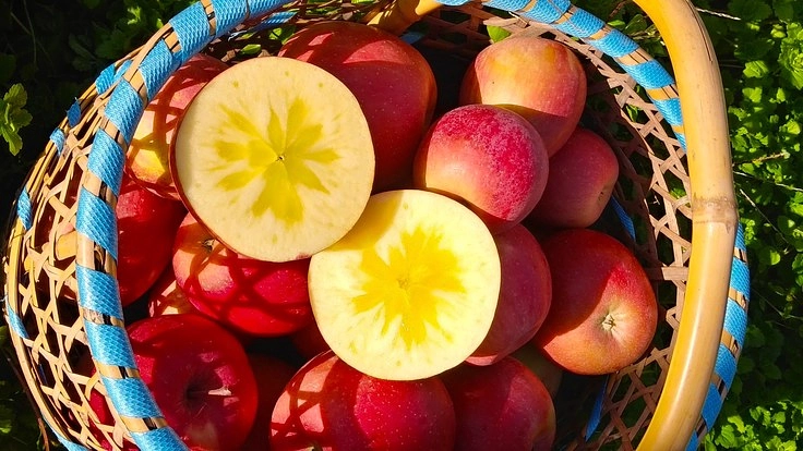 蜜たっぷり『葉取らずりんご』を絞ったジュースを製造します!