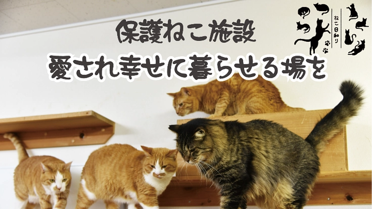 2000匹の保護犬猫を譲渡してきた活動を継続させたい!