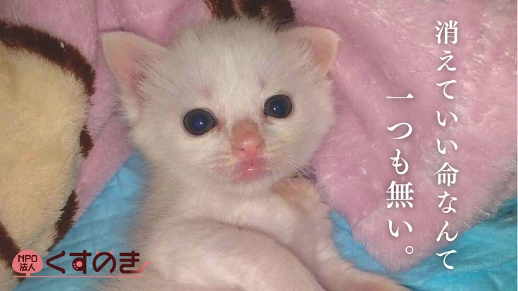 目の前の命を救い続けるために。熱海市240頭の保護猫を幸せに繋ぐ