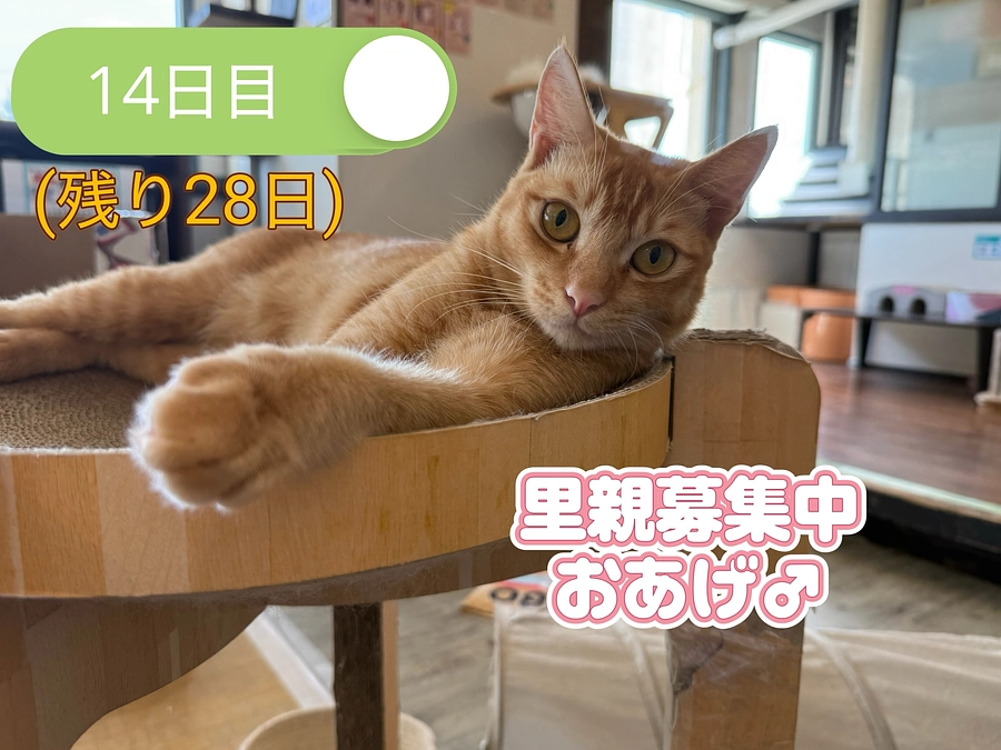 あっちもこっちも...どうにかこうにか！