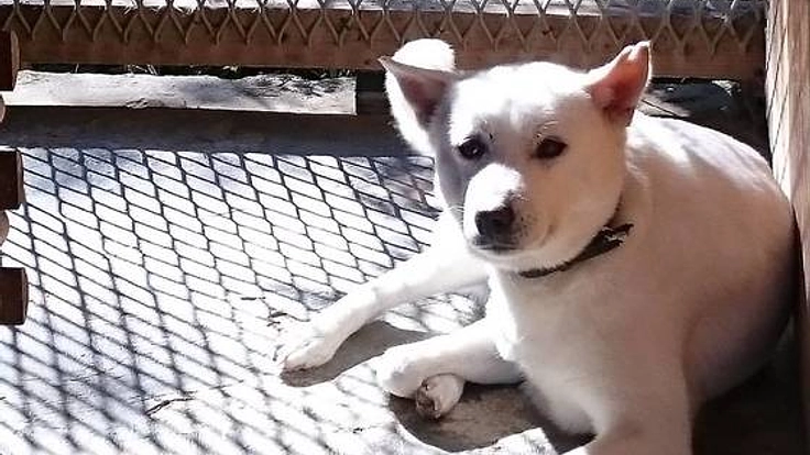 犬達が笑顔で過ごせる新しい犬舎の建設にご協力ください!