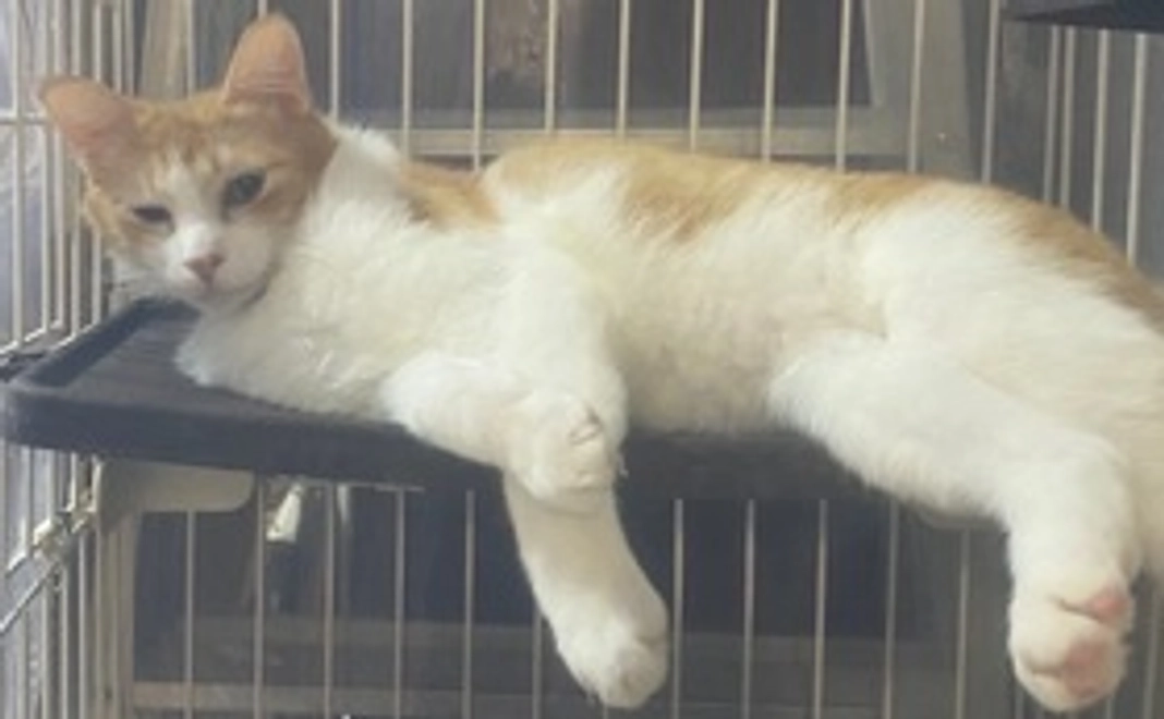 感謝のメールとサンタの写真