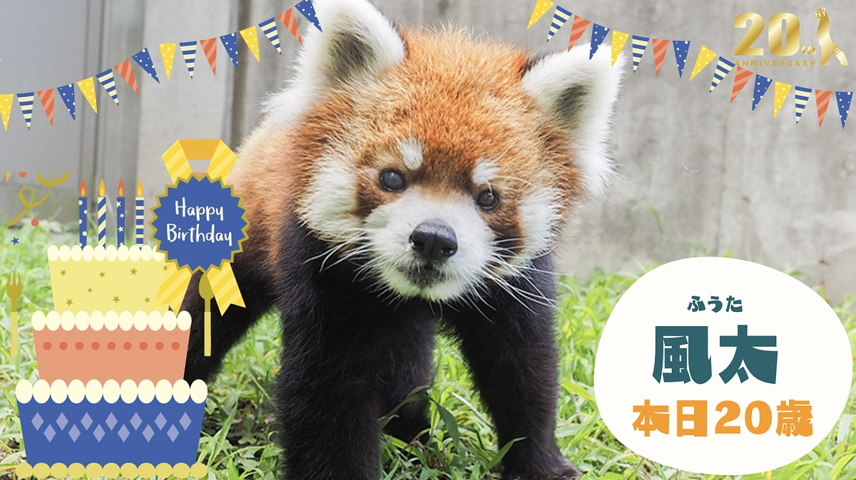 【本日限定】風太バースデイ企画　Twitterシェアイベント開催！