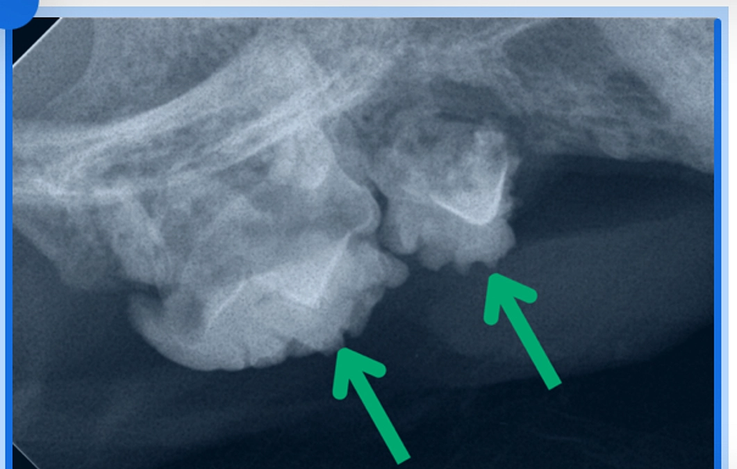 保護猫の歯周病治療が進化！クラウドファンディングで実現した医療体制｜たんぽぽキャットクリニック院長椿