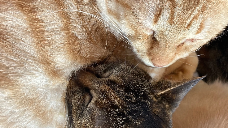 『命を繋ぐ』保護猫活動に力を貸してください