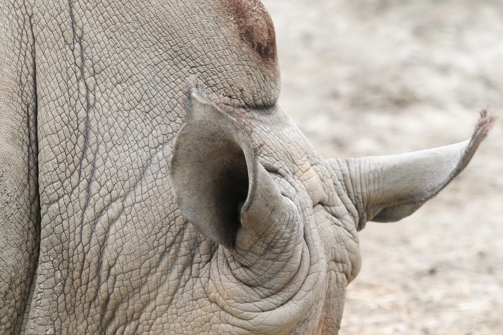 2月9日(金) 進捗報告・動物紹介～ミナミシロサイの耳にご注目くだサイ～