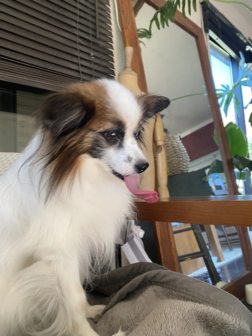 🐕🐾残り25日となりました🐾