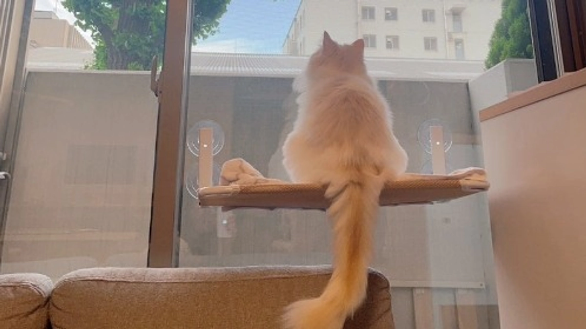 【残り4日🌷 第一目標達成御礼】保護猫「ままちゃん」との出会いと、代表峰さんへの感謝。