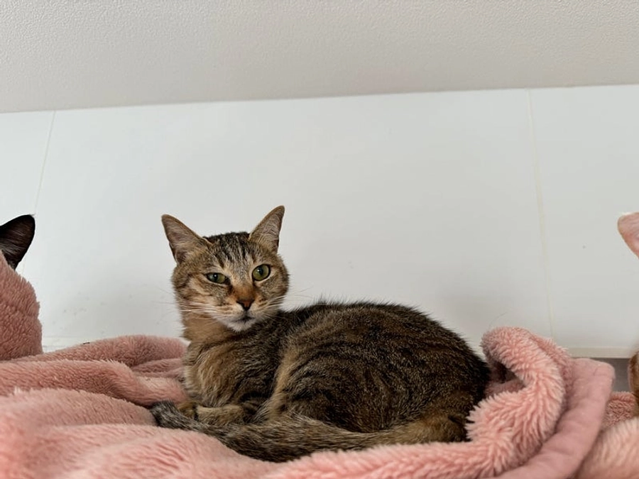 田名シェルターのニャンズ達①