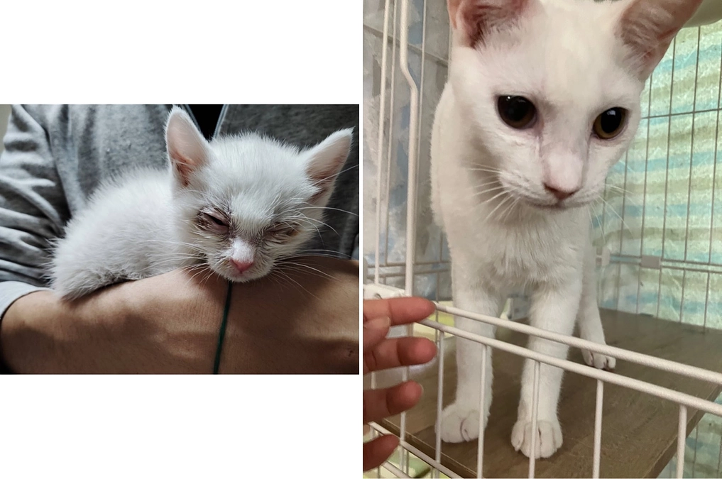 保護猫ちゃんの紹介2