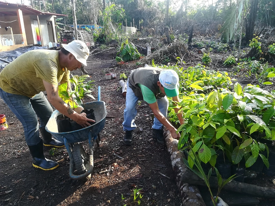 植樹活動について