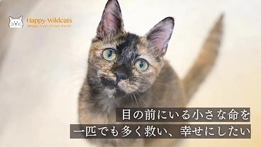 一匹でも多くの猫をこれからも救いたい。保護活動の継続にご支援を。 のトップ画像