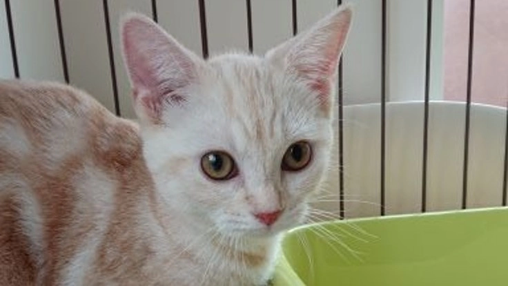 FIP(猫伝染性腹膜炎)で苦しんでるララちゃんを助けてください！