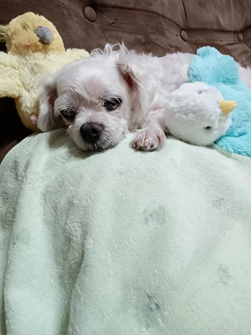 暑中お見舞い申し上げます