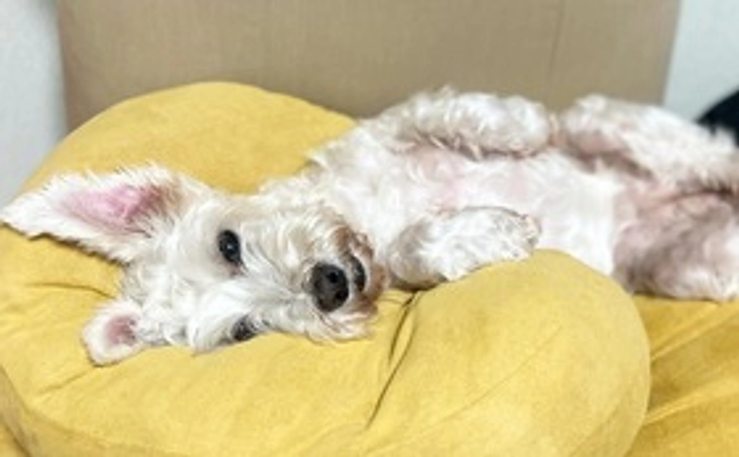 とろろ応援コース