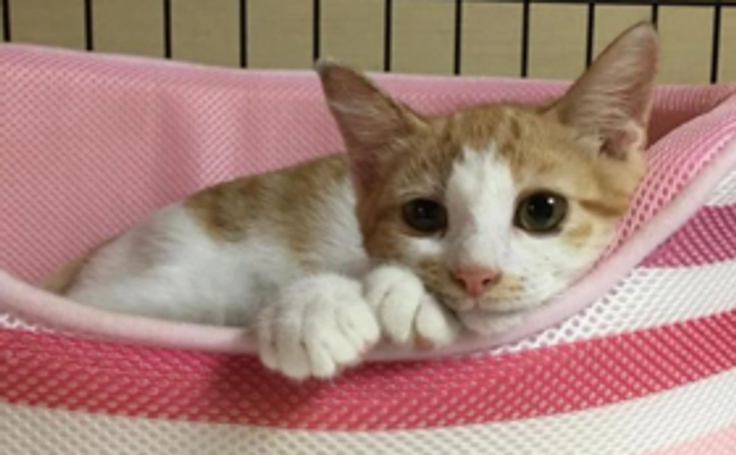 サンクスレターコース