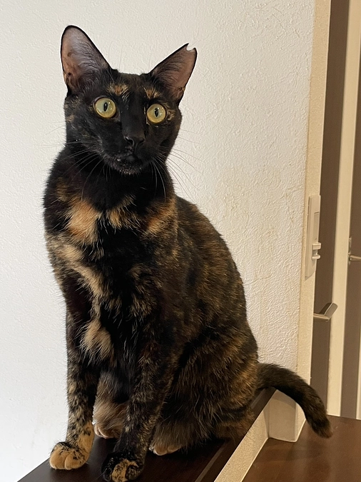 在籍猫紹介【そば美ちゃん】