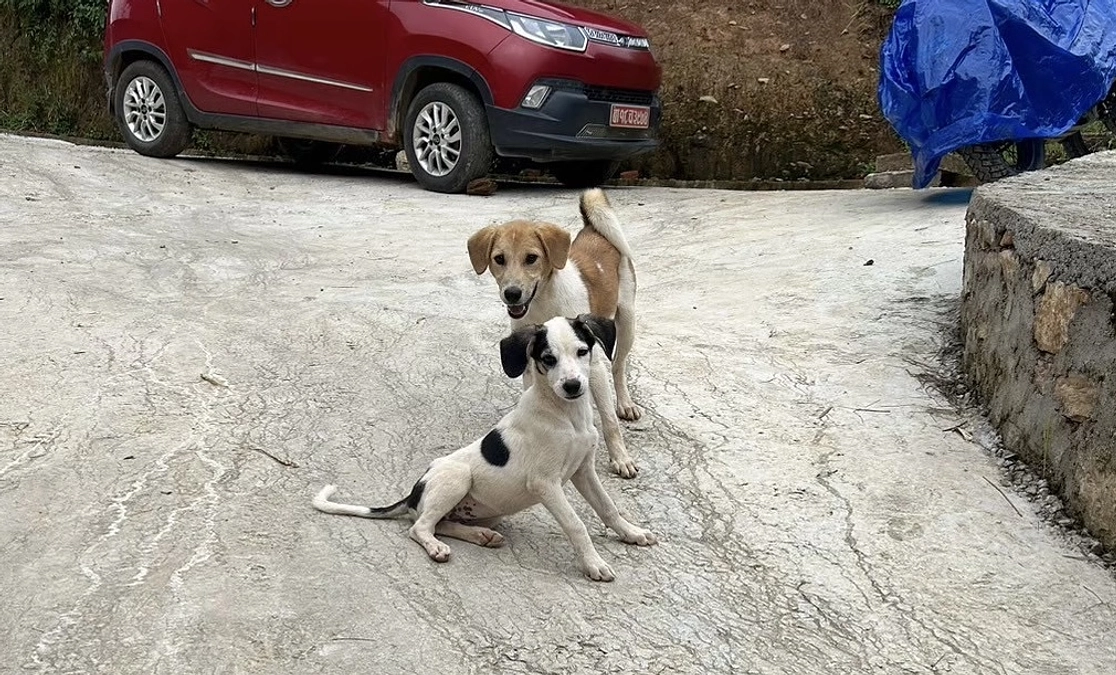 ネパール野良犬物語【ネパールスタディツアーレポ】