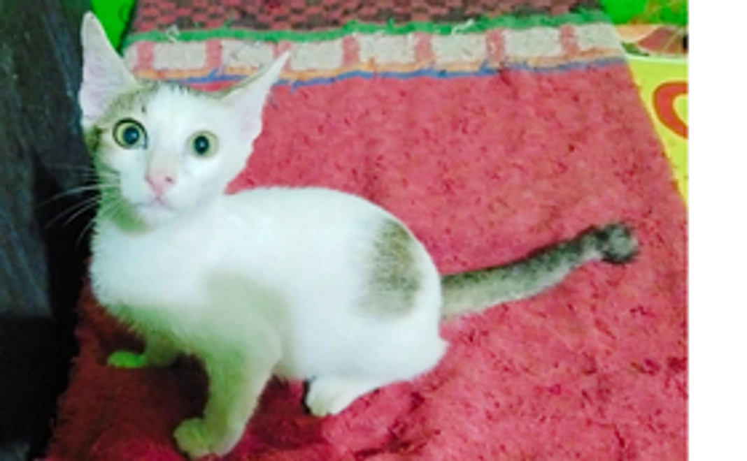 【リターン不要な方向け】猫たちがずっと健康なコース