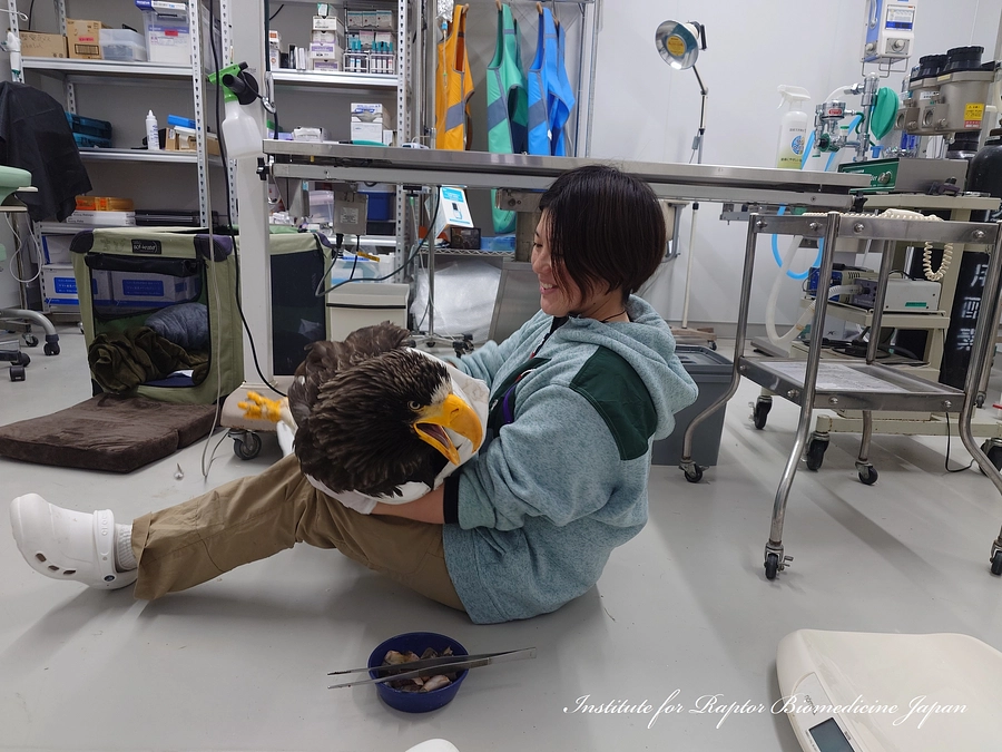 脊椎損傷のオオワシに一人で給餌