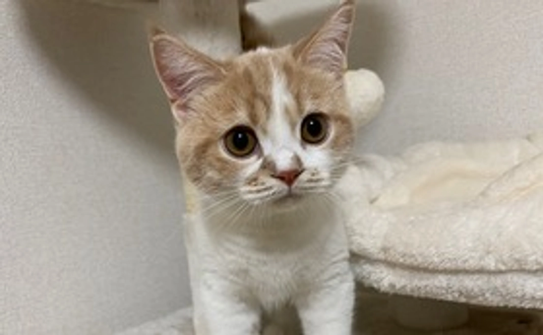 もちまる救助隊2の方(リターン不要)