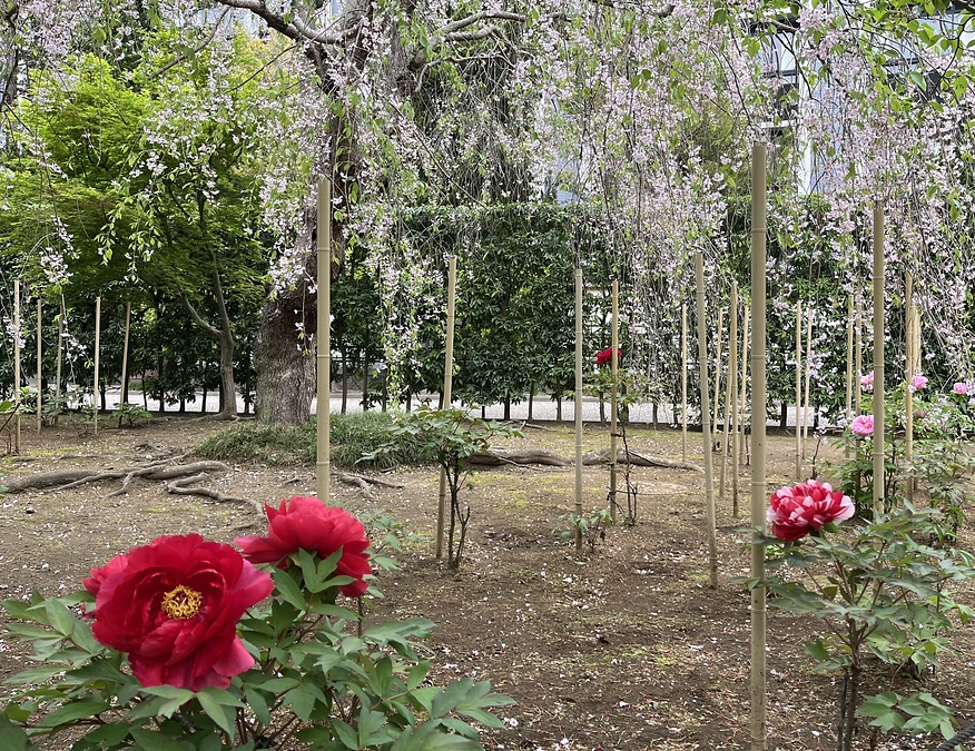 【建長寺さわる模型】おかげさまで一周年