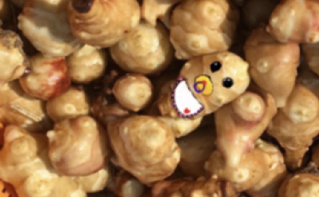 仁木町菊芋農園応援コース