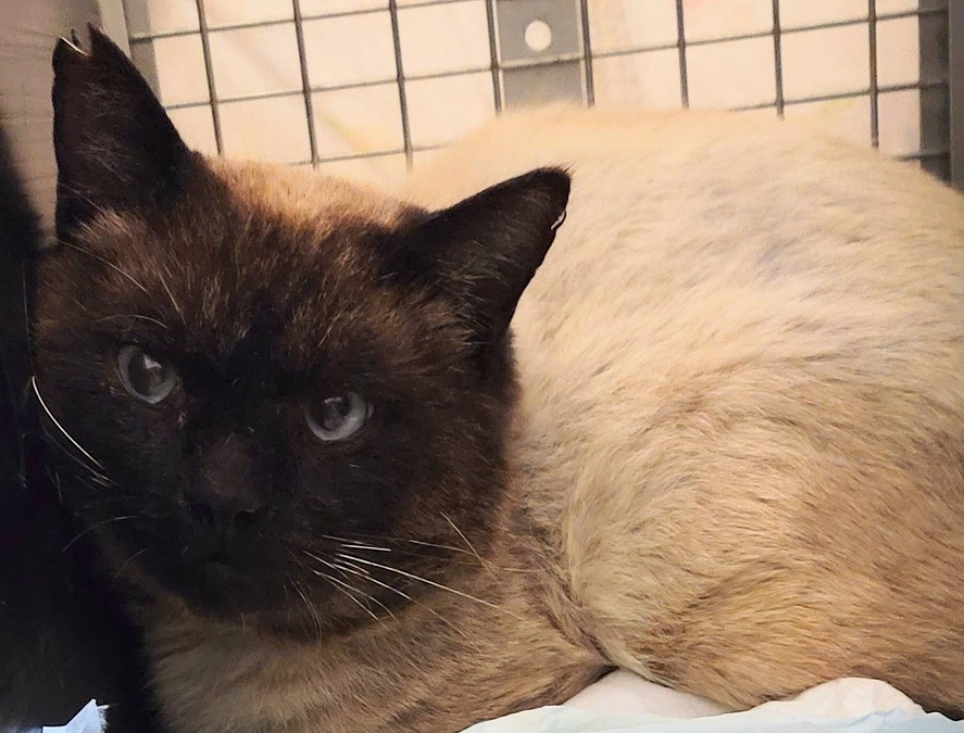 今週のTNR報告　～しっぽ、痛かったね、もう大丈夫だよ