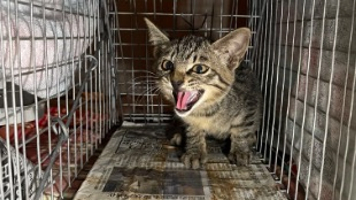 大雨の前に救出したい！排水管の子猫