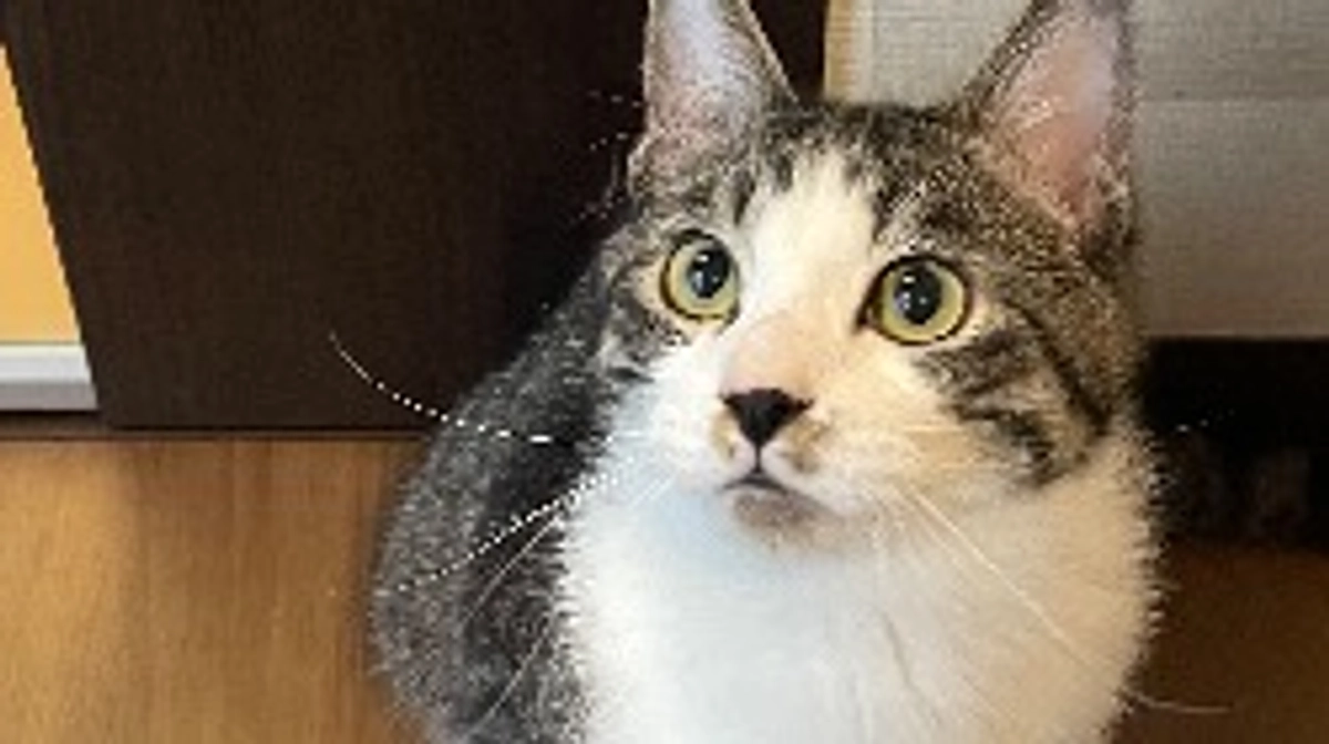 昨夜は雷雨でした