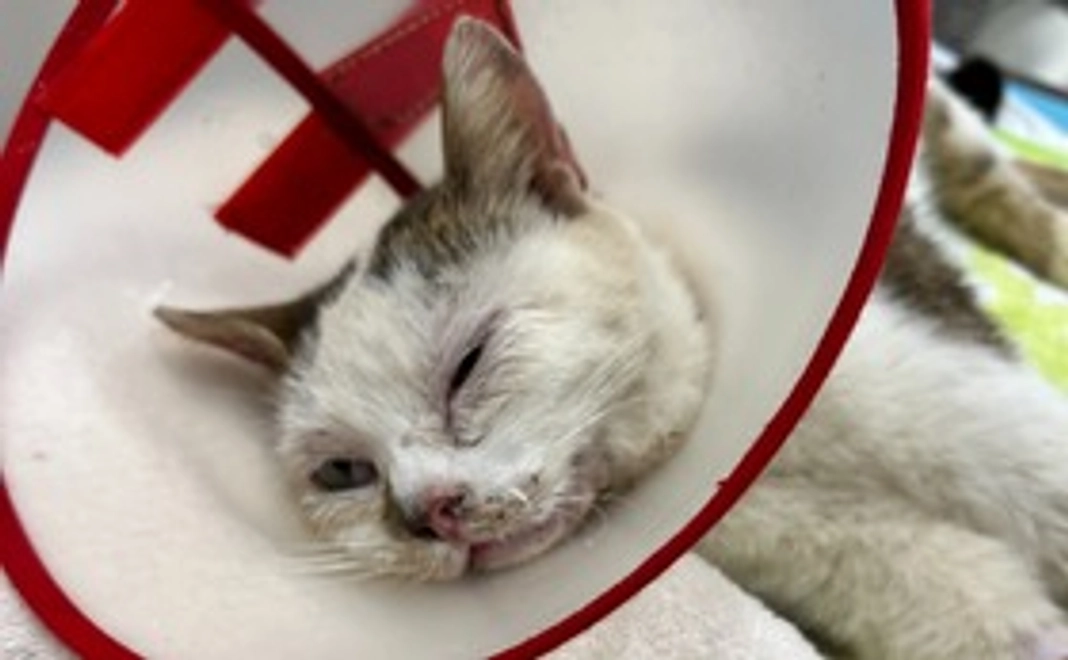 ご支援お願いします！2