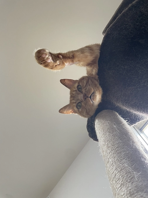 今日の虎徹　🐯♡