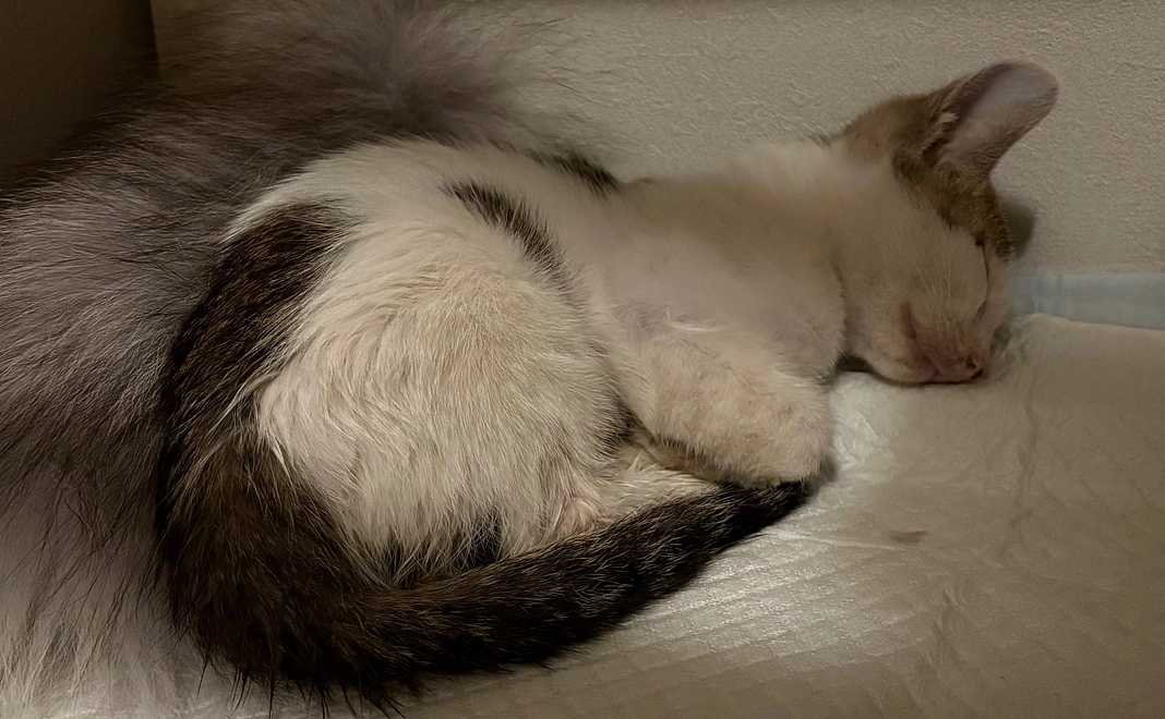 1.感謝のメールと術後のお写真