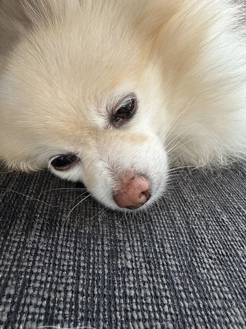 ちゅらは辛い時、目に涙を溜めて我慢します