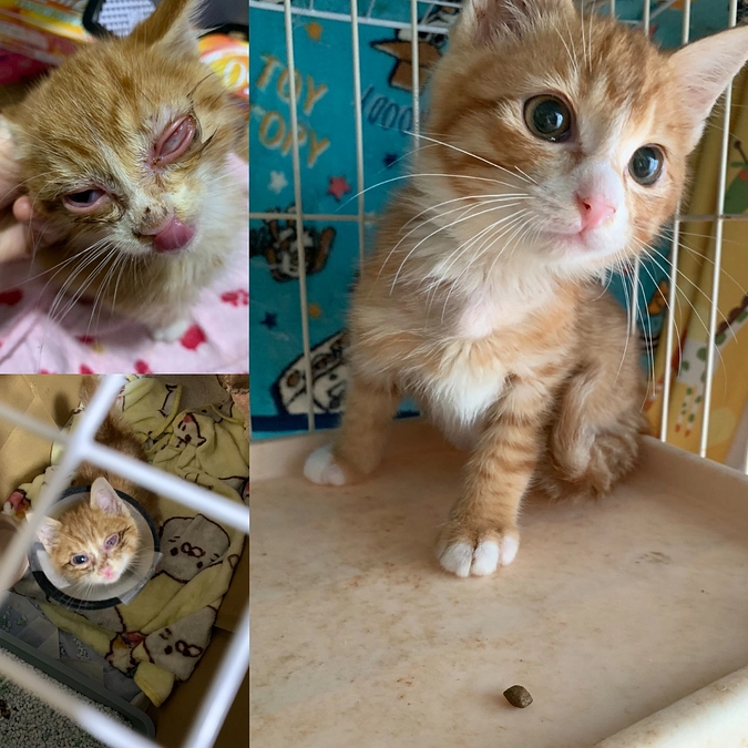 クラファンに挑戦することになったことについて